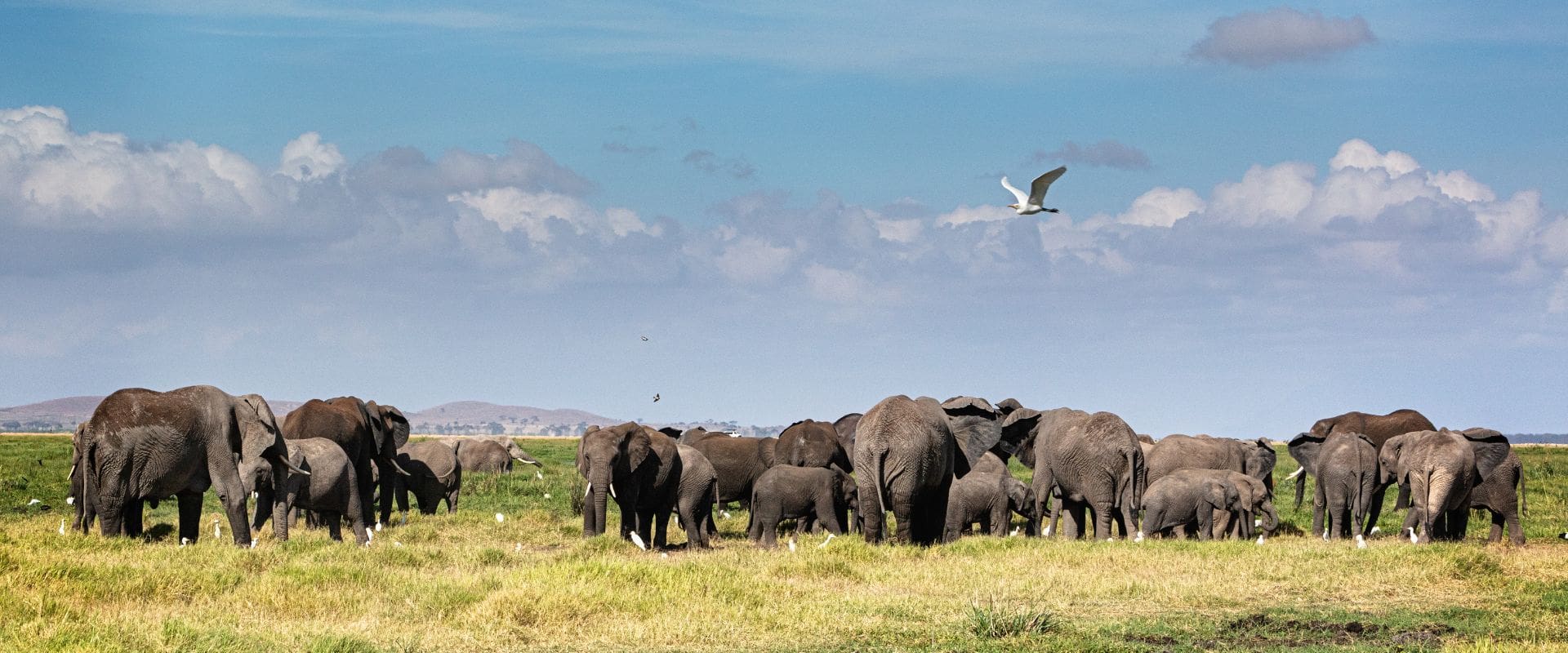 elephants in the field