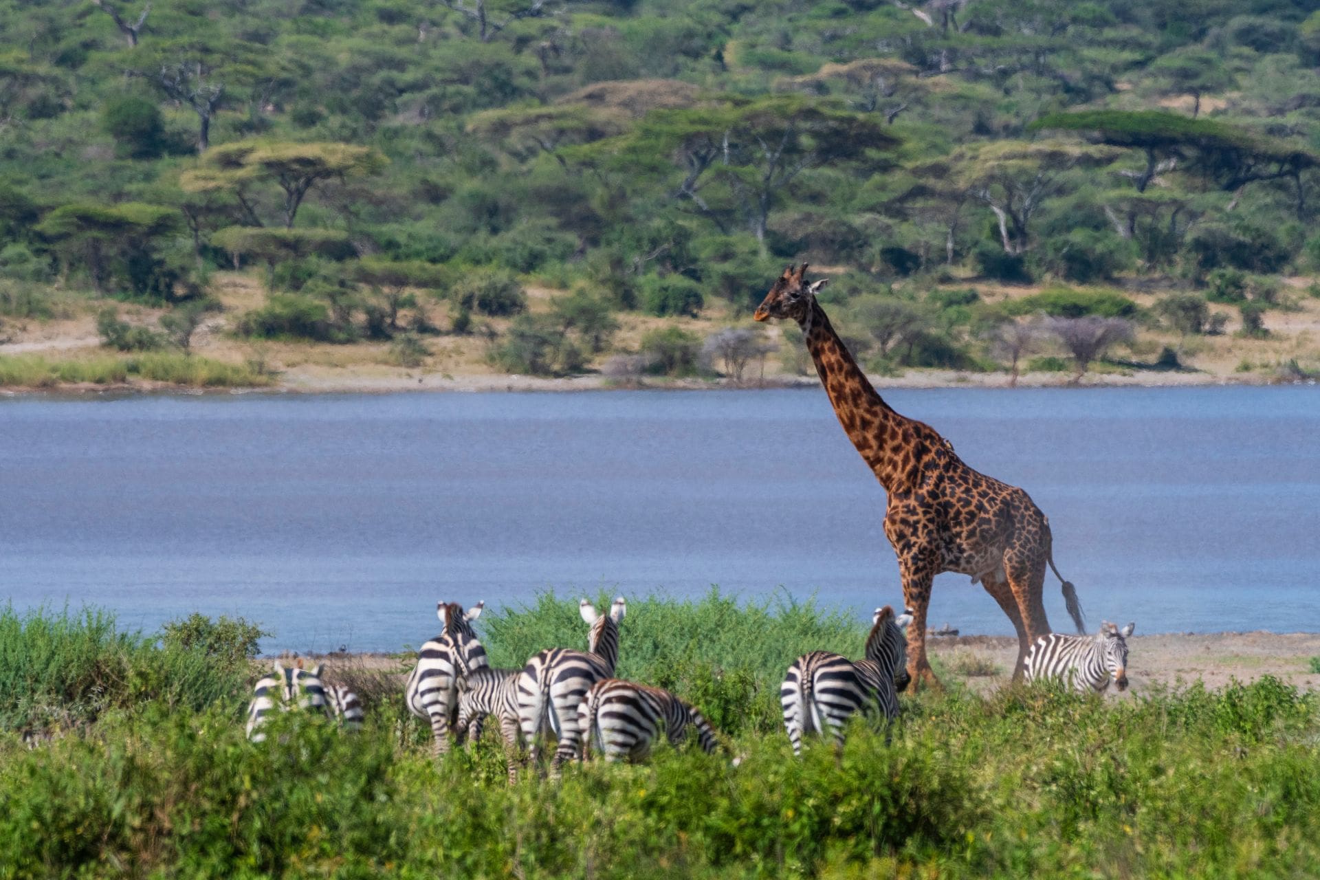 a-giraffe-and-zebras-gathered-by-a-tranquil-lakesi