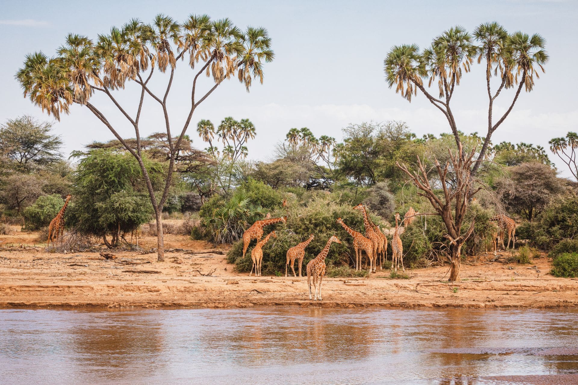 4Days3NightsCity-3 animals-in-the-wild-reticulated-giraffes-samburu