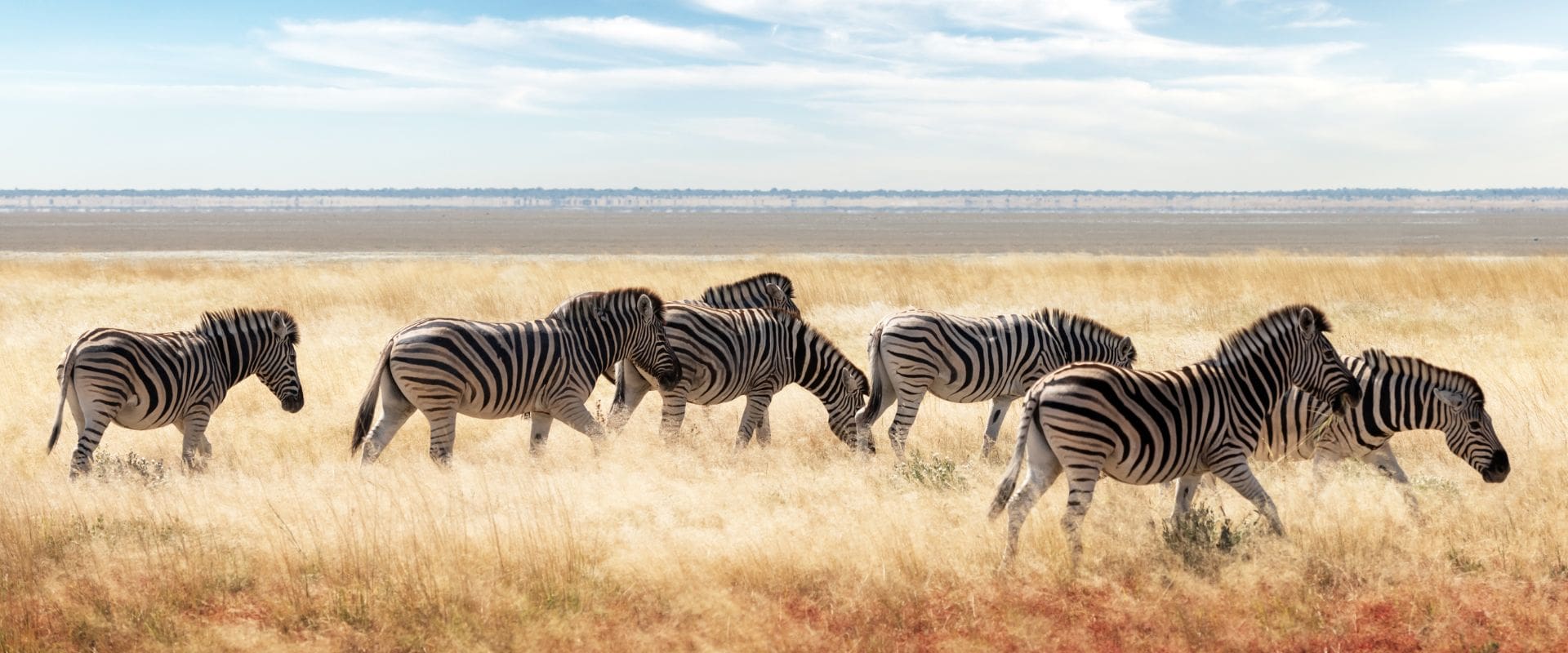 4Days3NightsCity-main african-plains-zebra-family-on-the-dry-brown-savannah