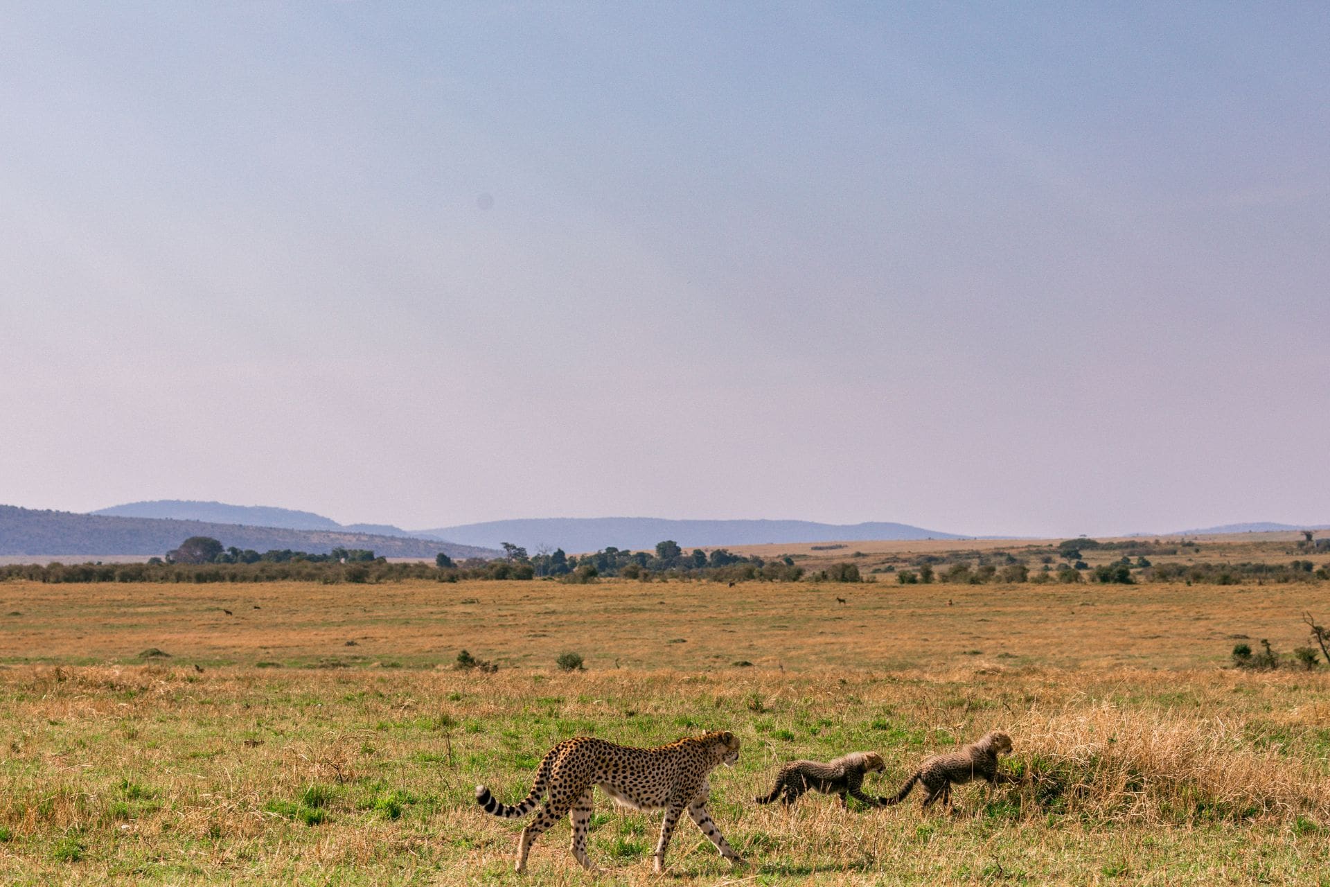 4Days3NightsLake-2 cheetah-wildlife-wild-animas-maasai-mara-nationa