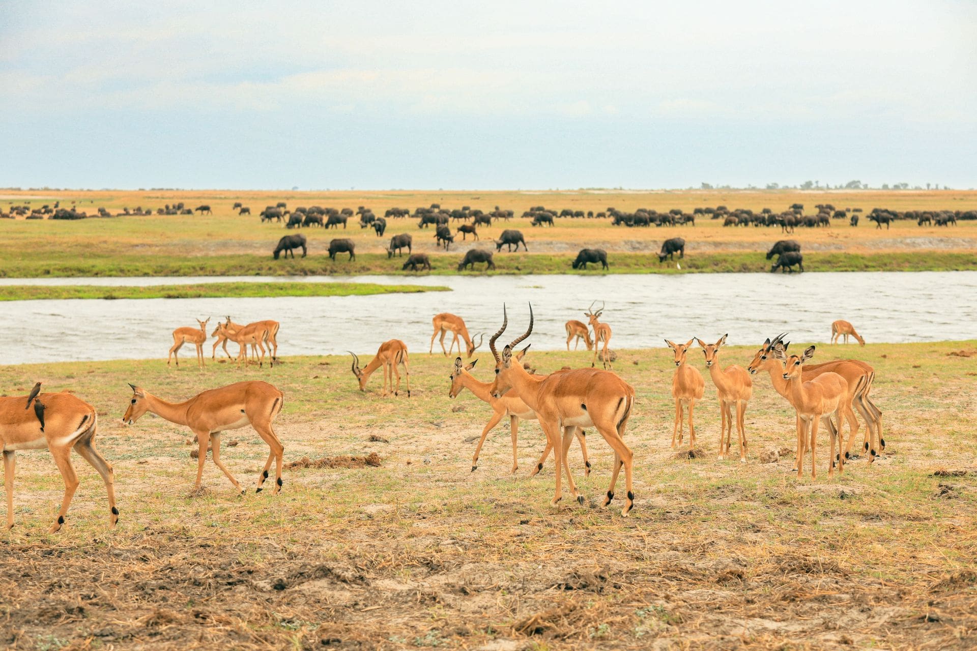 4Days3NightsLake-3 antelopes-grazing-by-the-river-with-wildebeests
