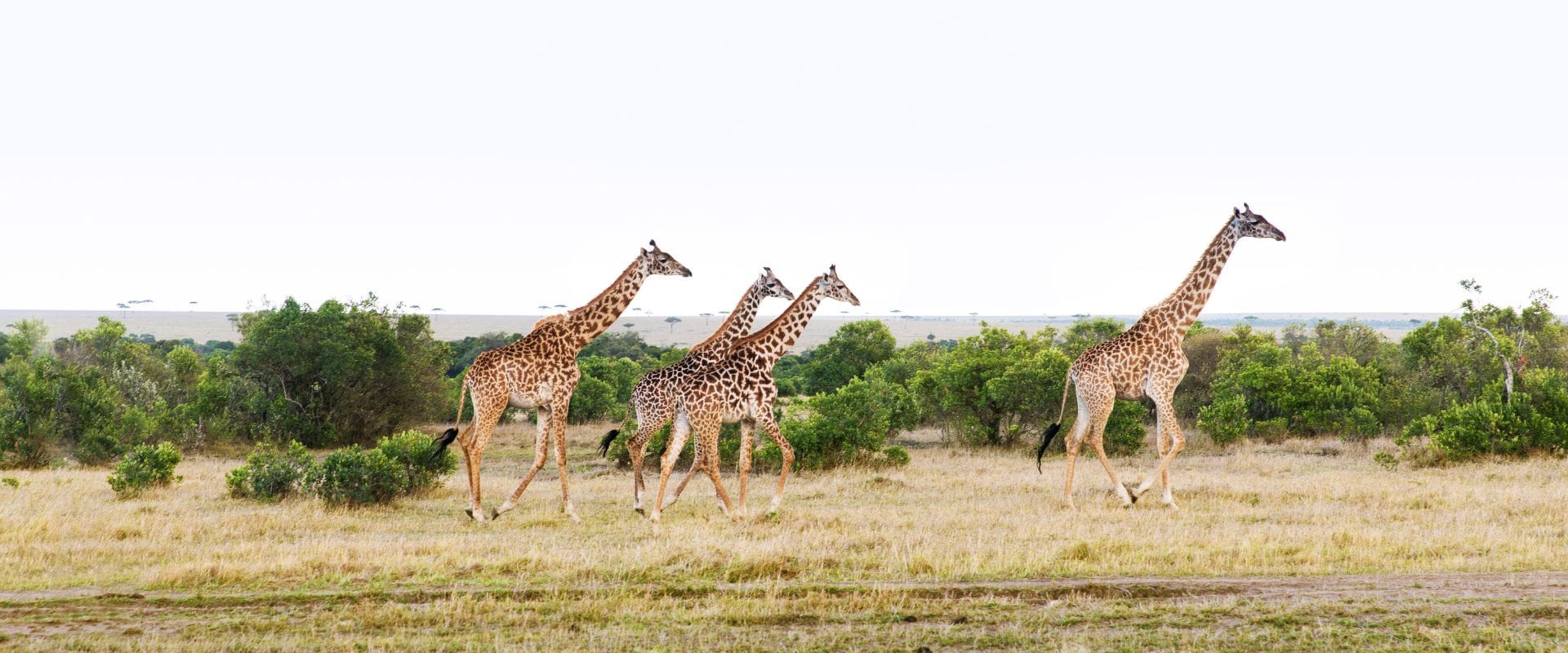 4Days3NightsLake-main group-of-giraffes-walking-along-savannah-at-africa