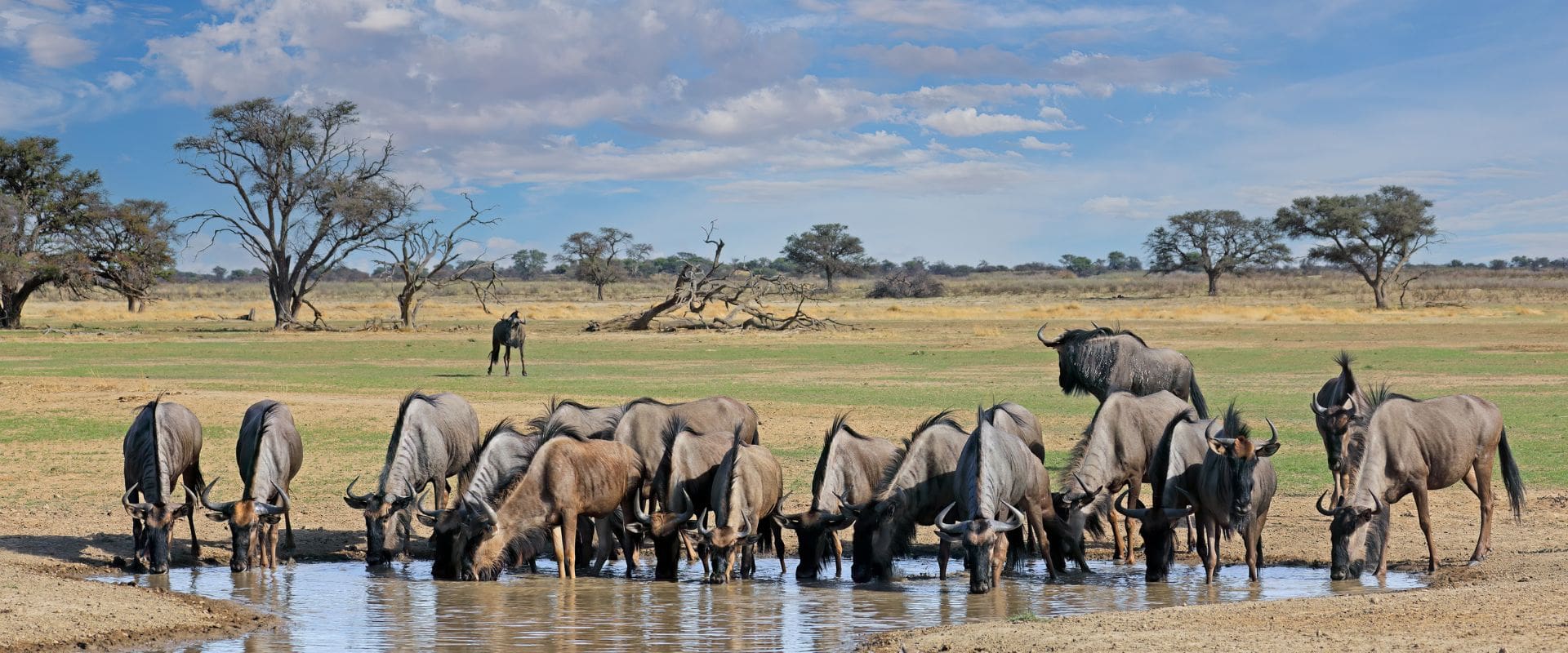 4Days3NightsLake-main blue-wildebeest-herd-at-a-waterhole