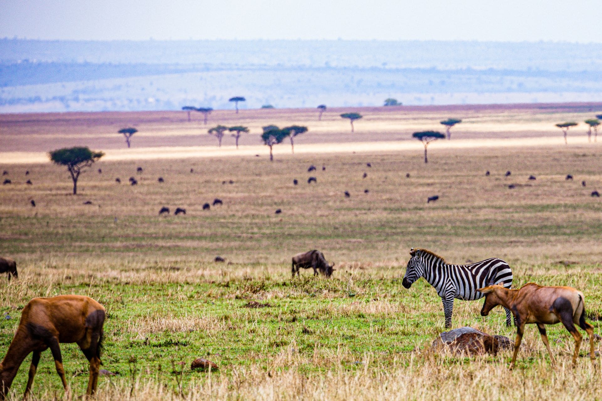 5Days4NightsNairobi-3 topi-impala-antelope-africa-wildlife-wild-animals