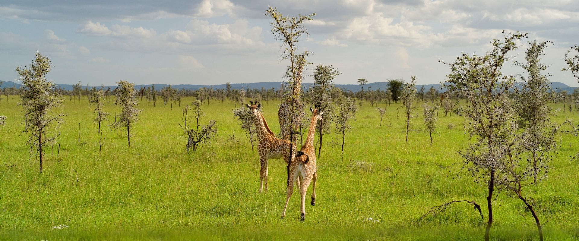 5Days4NightsNairobi-main two-young-giraffes-stand-amidst-a-lush-green-savannah