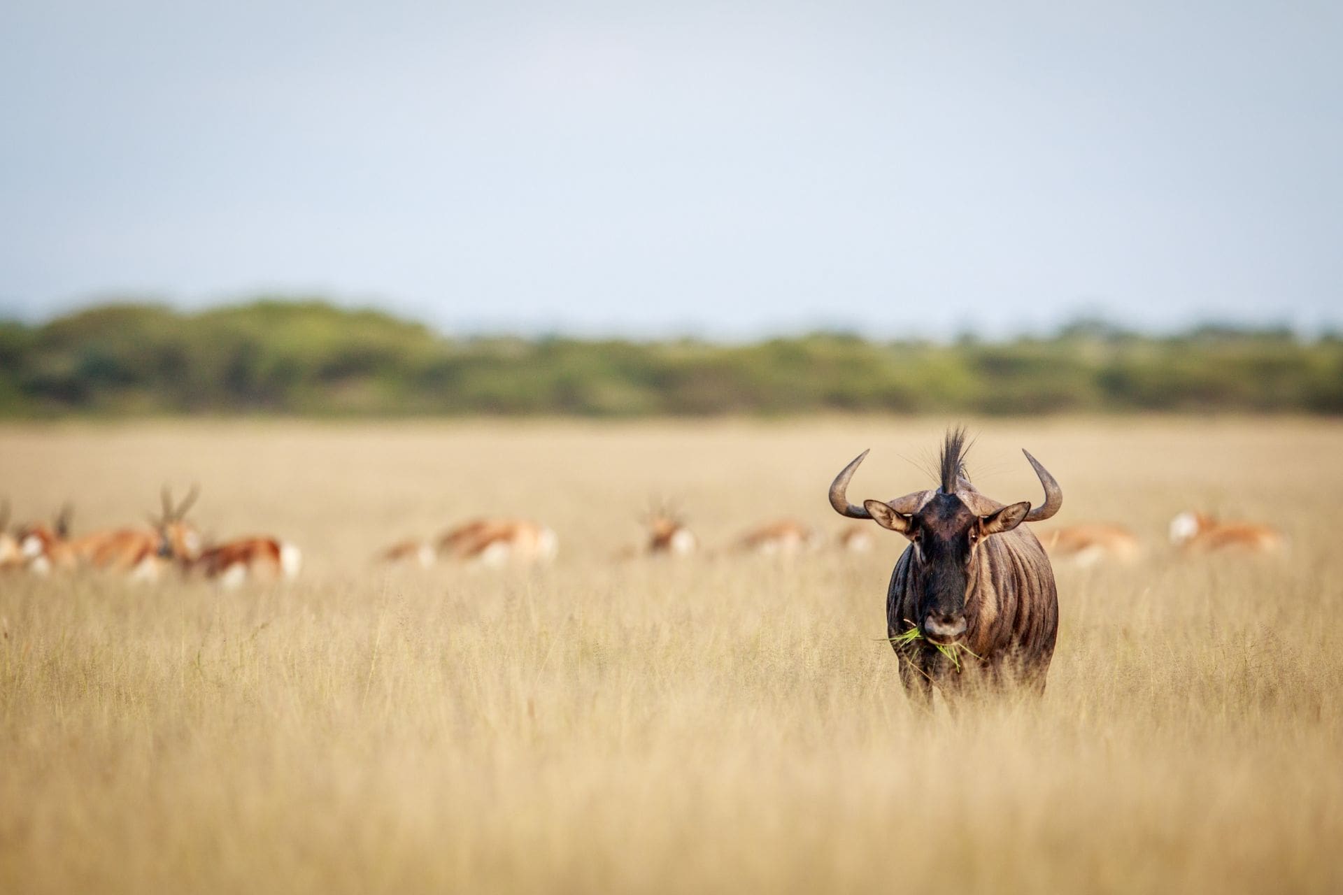 NightsLakeandBush-3 blue-wildebeest-standing-in-the-grass