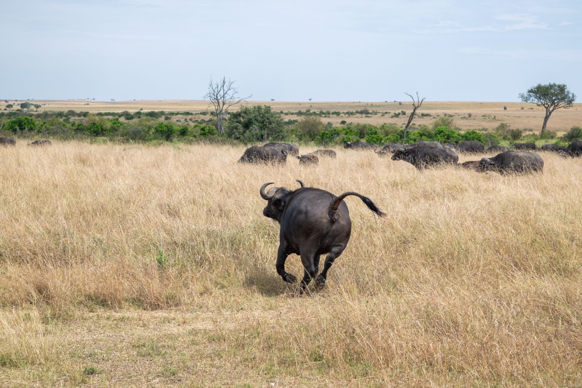 NightsMasaiMaraFly-1 C:UsersPCDownloadsscenic-view-of-a-buffalo-running-around-in-safari