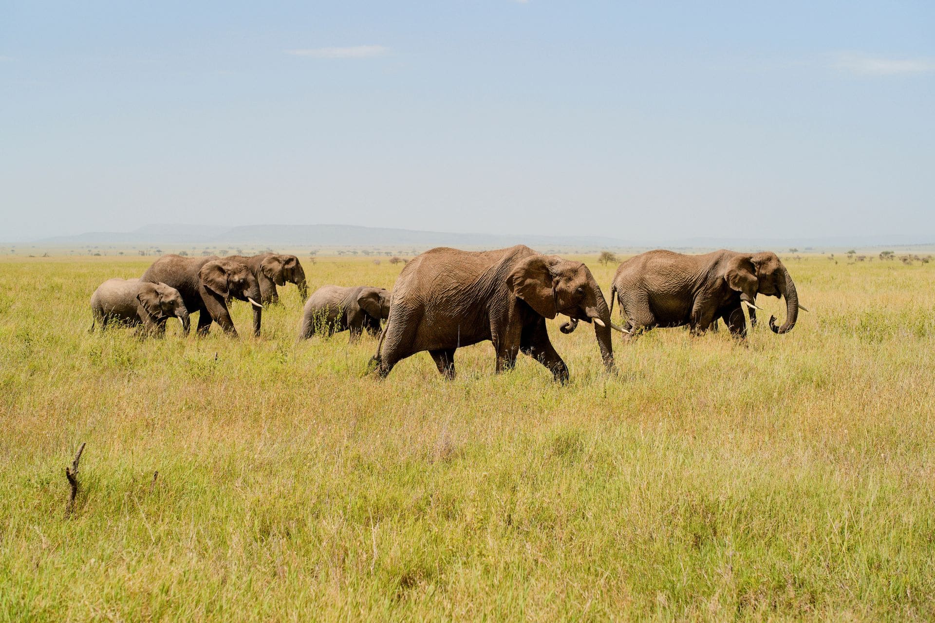 NightsMasaiMaraFly-3 a-herd-of-elephants-walking-across-the-grassy-savannah
