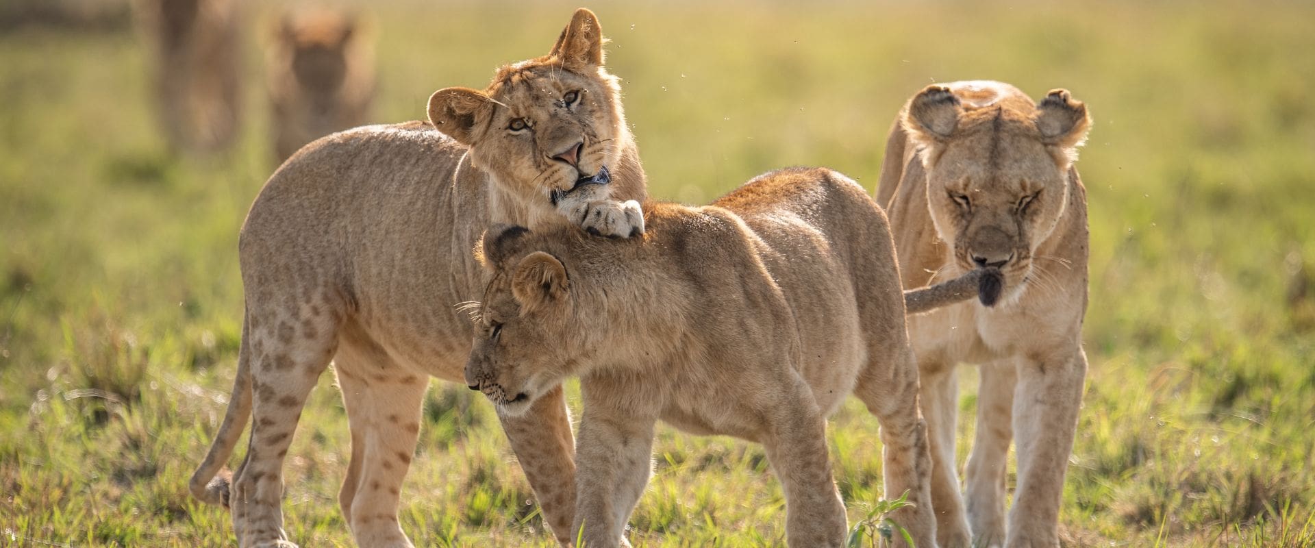 NightsMasaiMaraFly-main a-lion-on-safari-in-africa