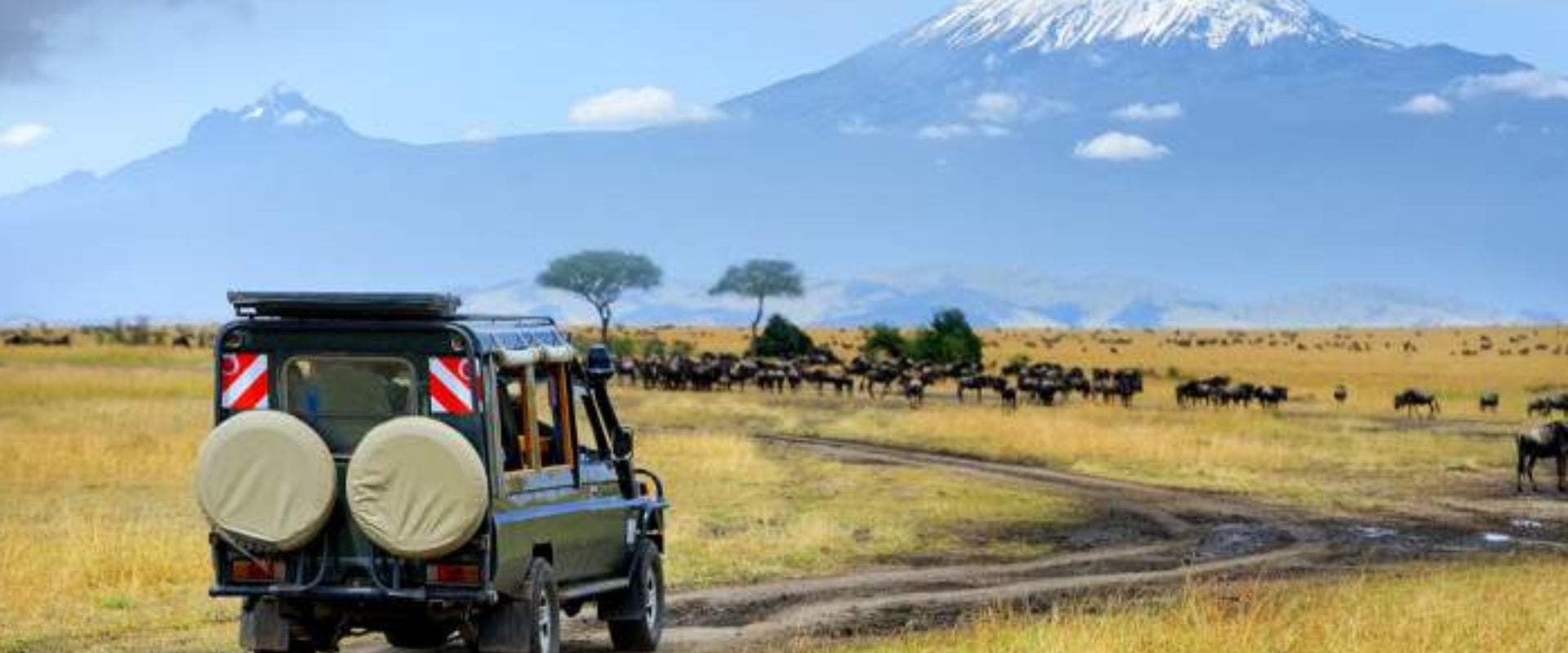 amboseli zebras-at-the-serengeti-national-park-tanzania