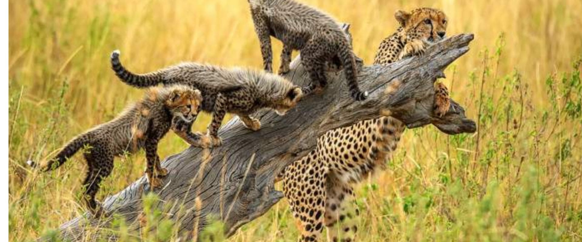 male-and-female-lions-eating-zebras-in-serengeti