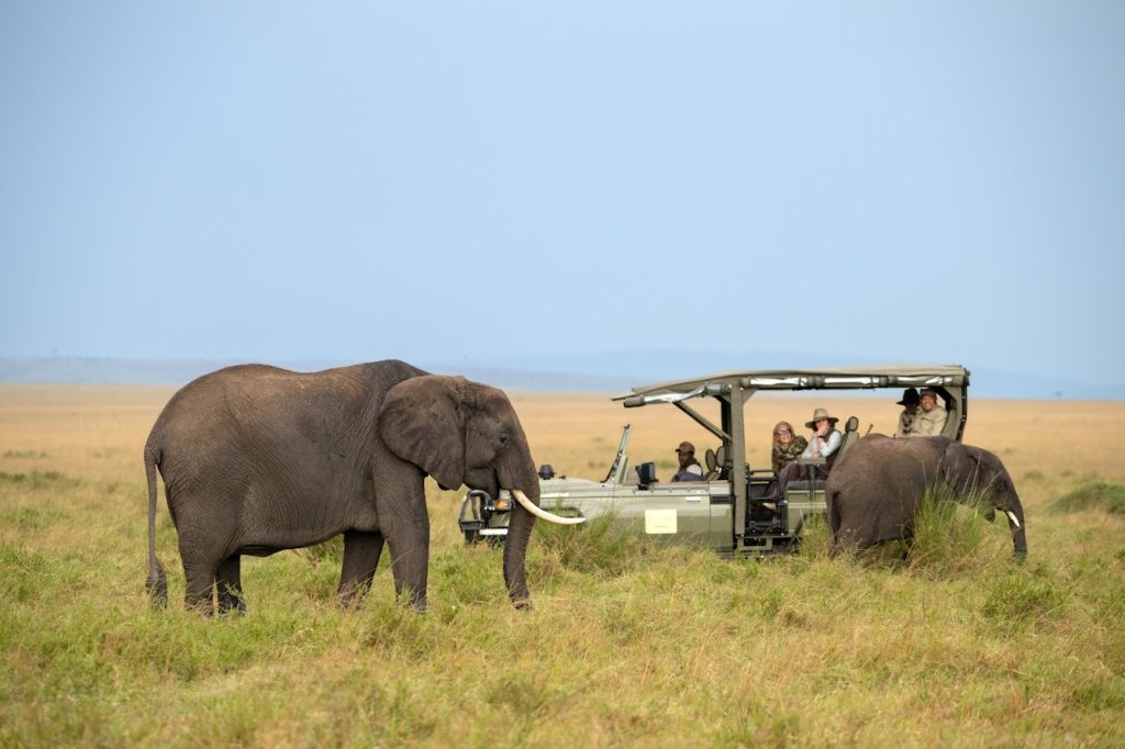 open vehicle game drive