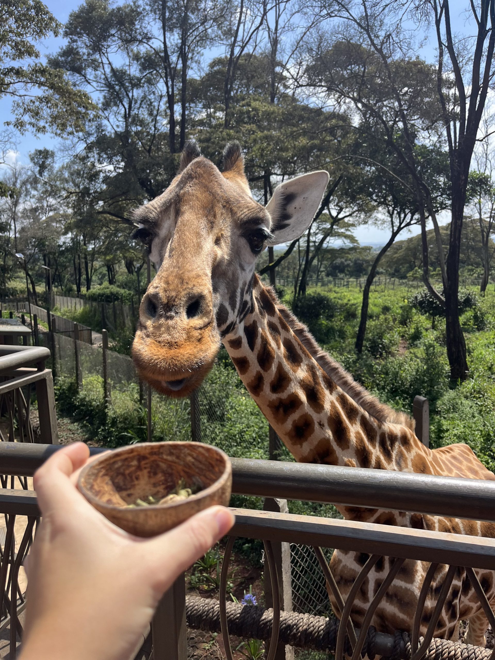 feeding a male adult giraffe at gioraffe center