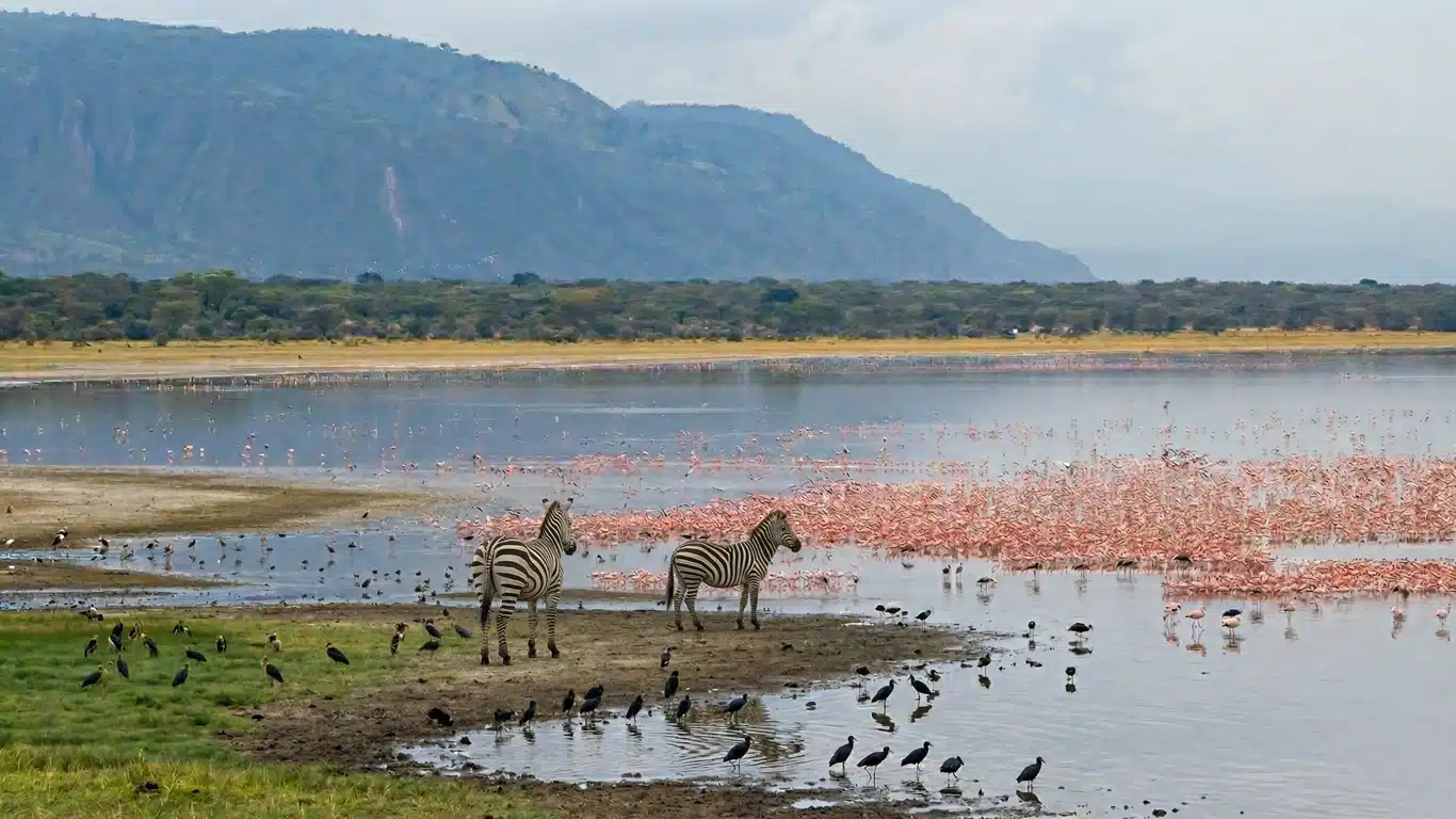 serengeti