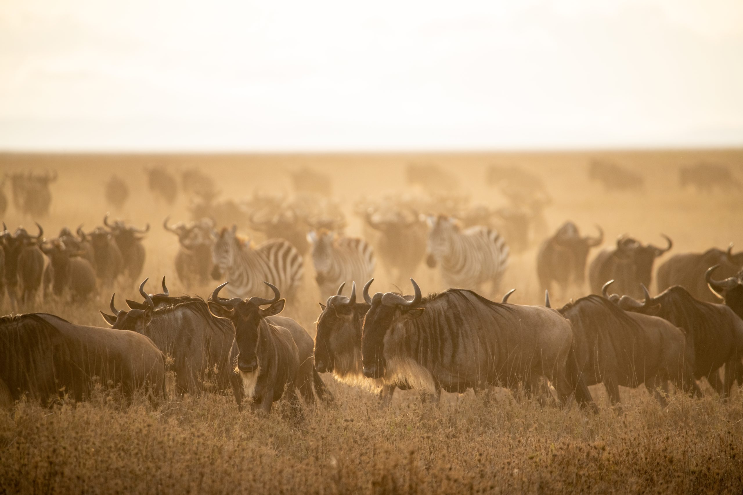 serengeti