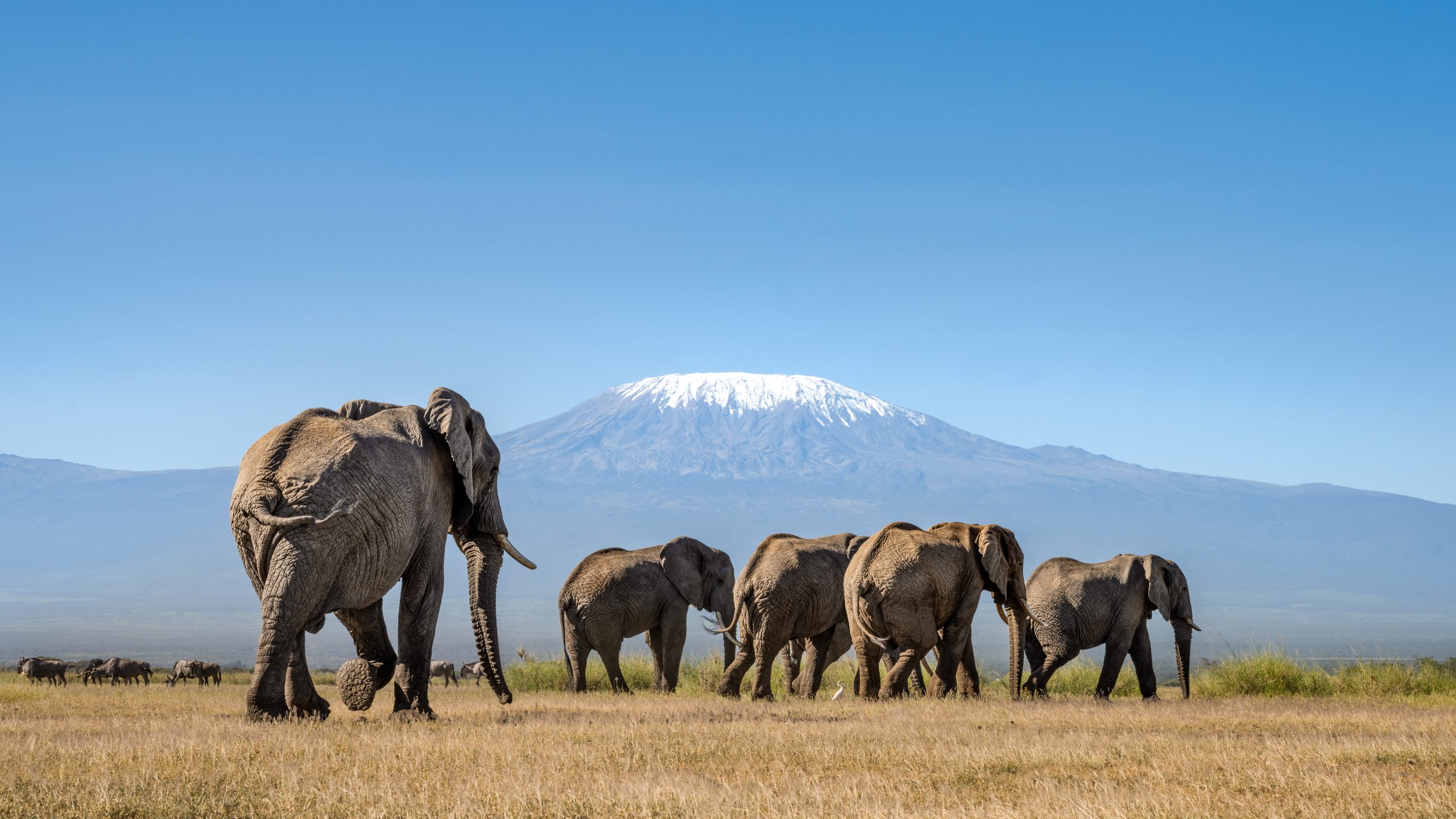 amboseli national park
