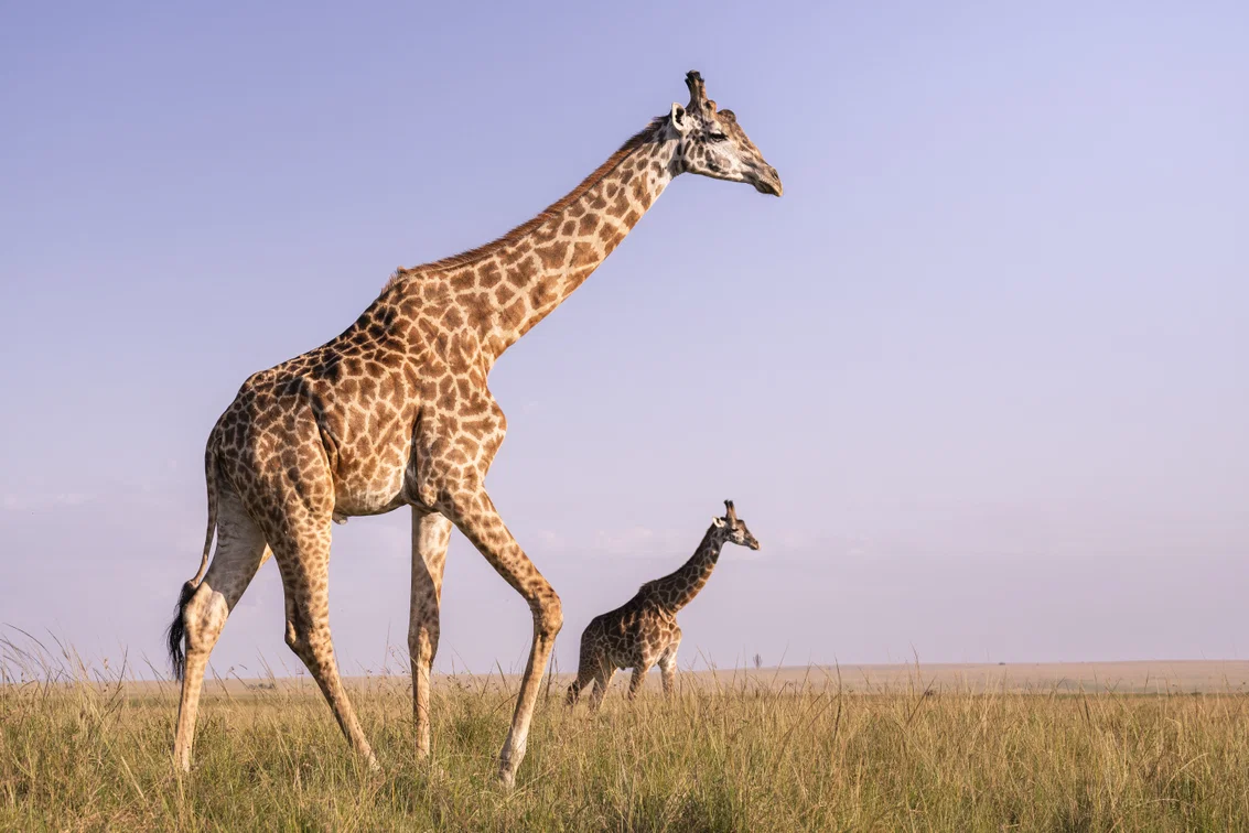 amboseli national park