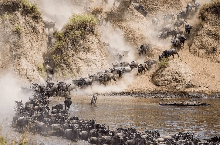 wildebeast_migration