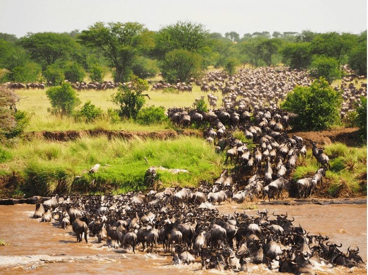 the_great_migration