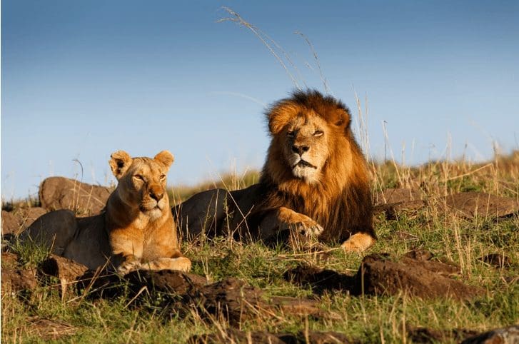 lions