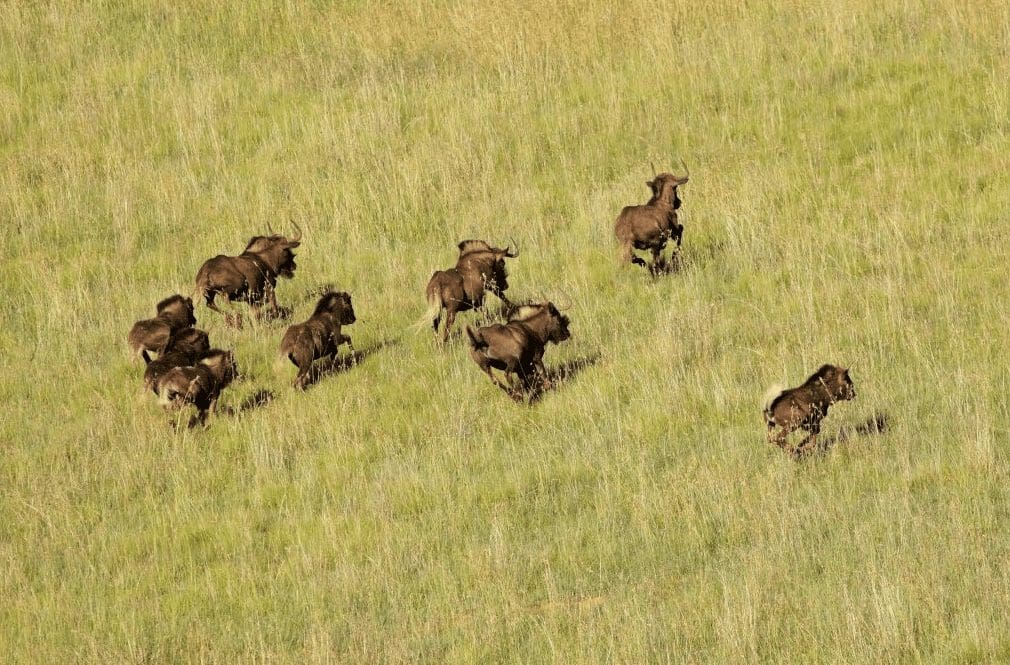 warthogs_on_the_Mara
