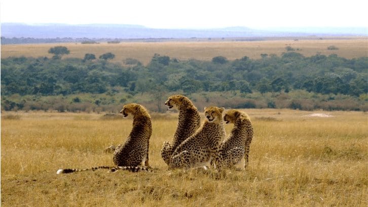 cheetahs_on_masai_mara