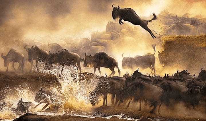 the_great_migration
