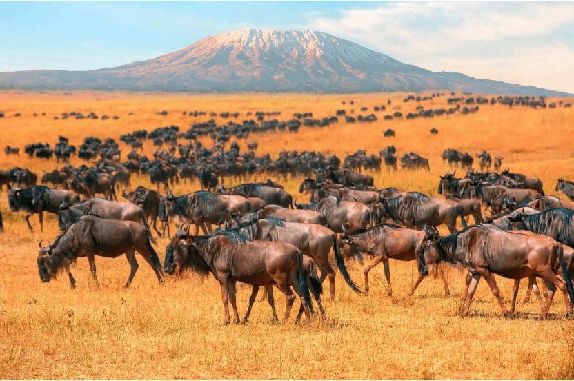 masai_mara_weather