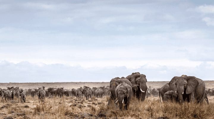 dry_season_masai_mara