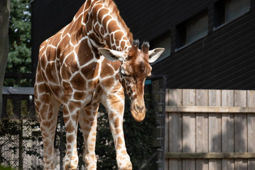 Rothschild Giraffe