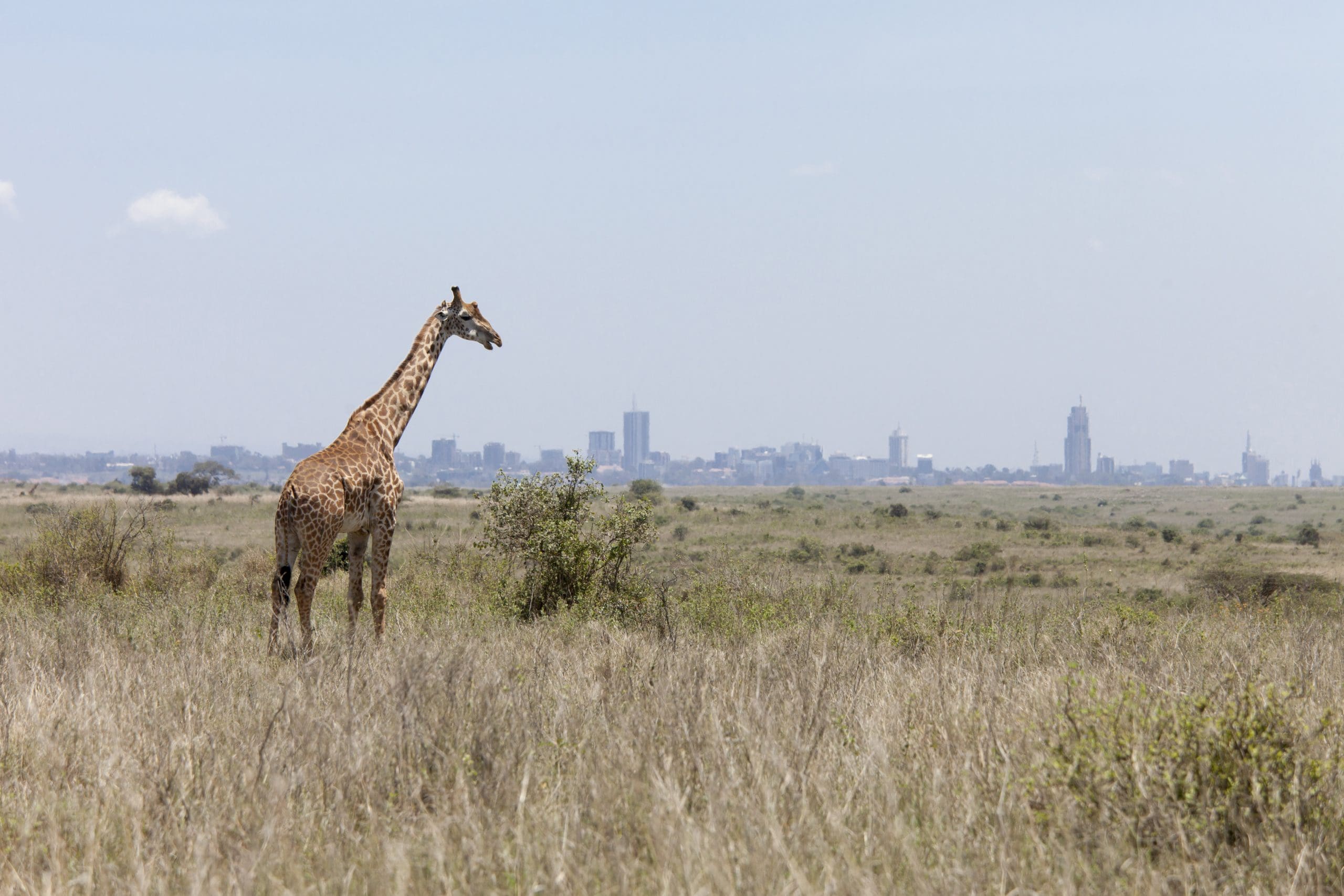 Nairobi National Park Charges