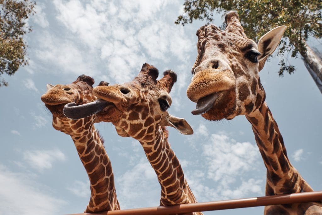 Giraffe center