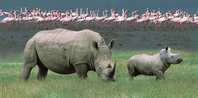 National Parks in Kenya