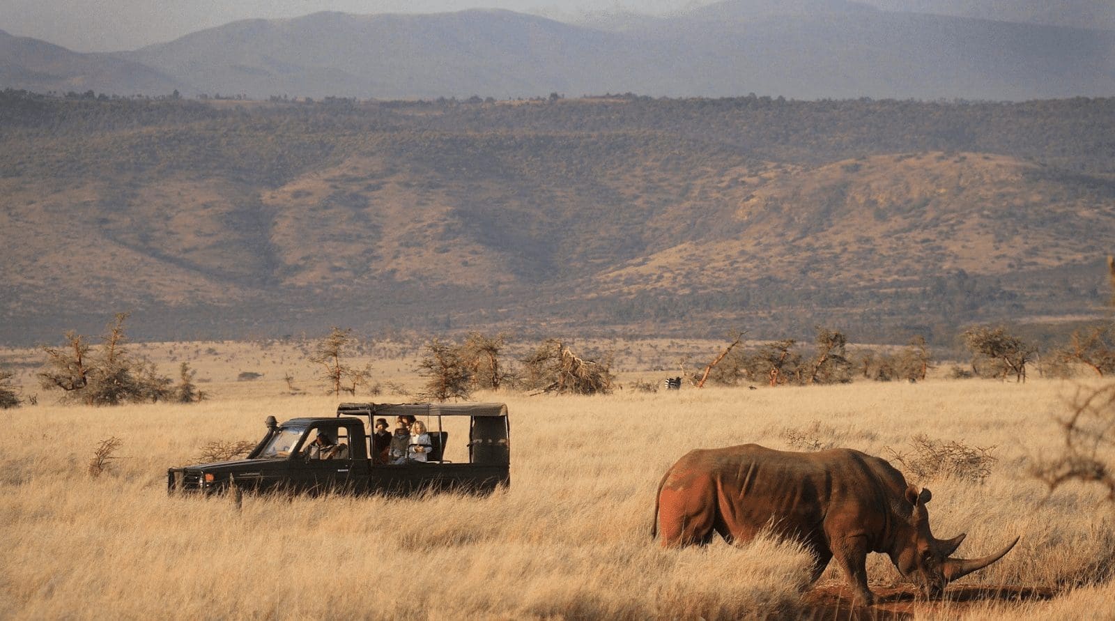 Rhinos in Kenya
