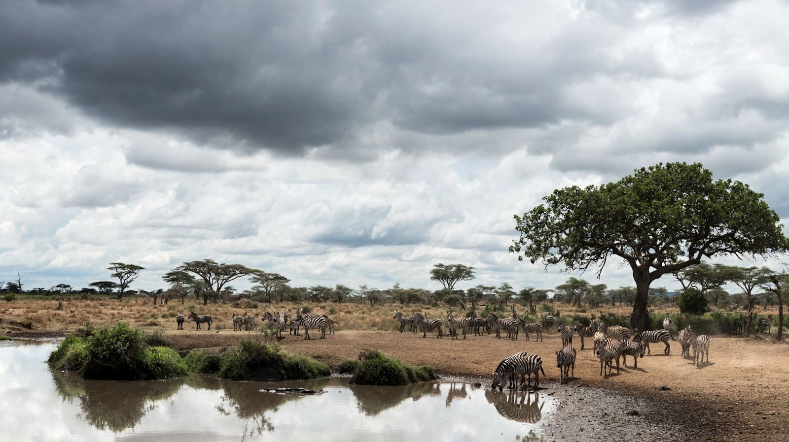 serengeti national park 
