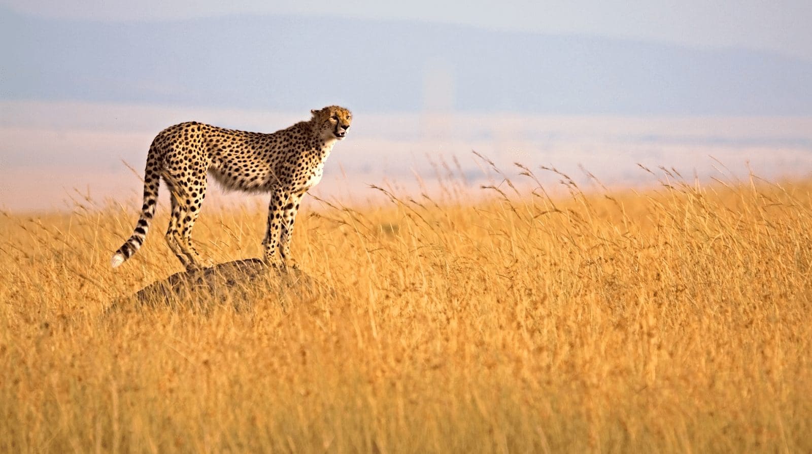 Game Reserves in Kenya