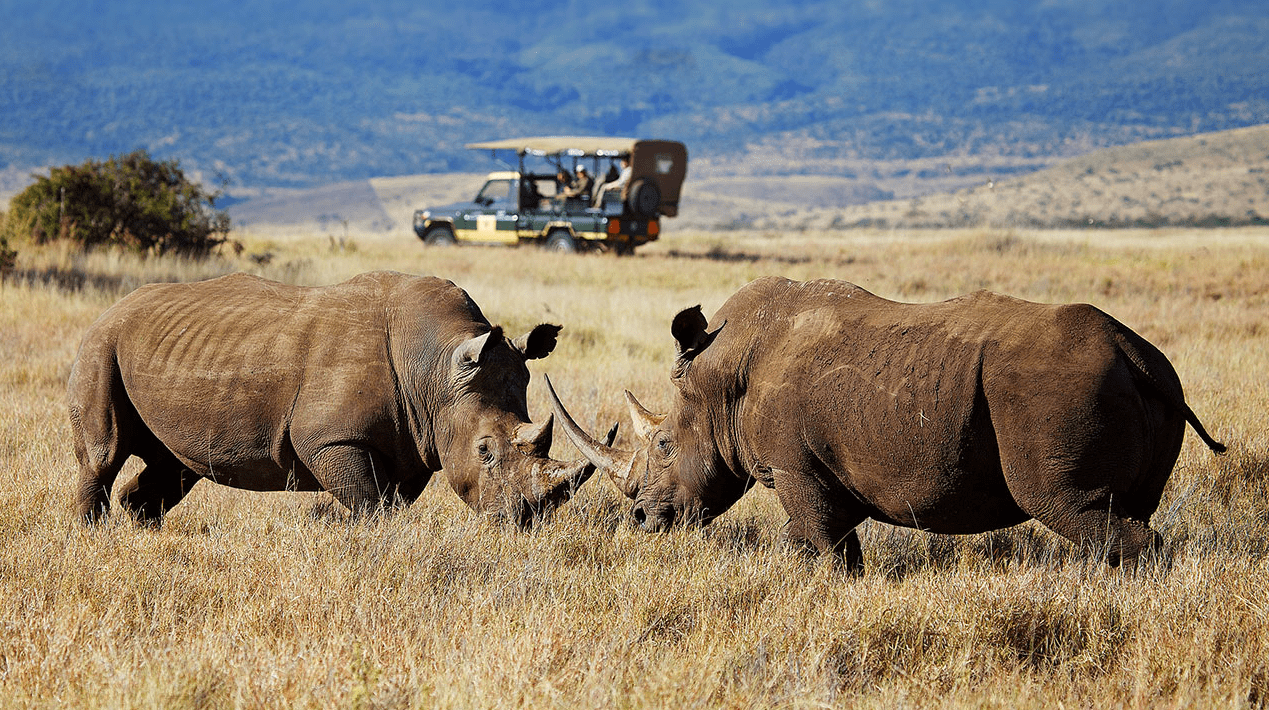 Rhinos in Kenya