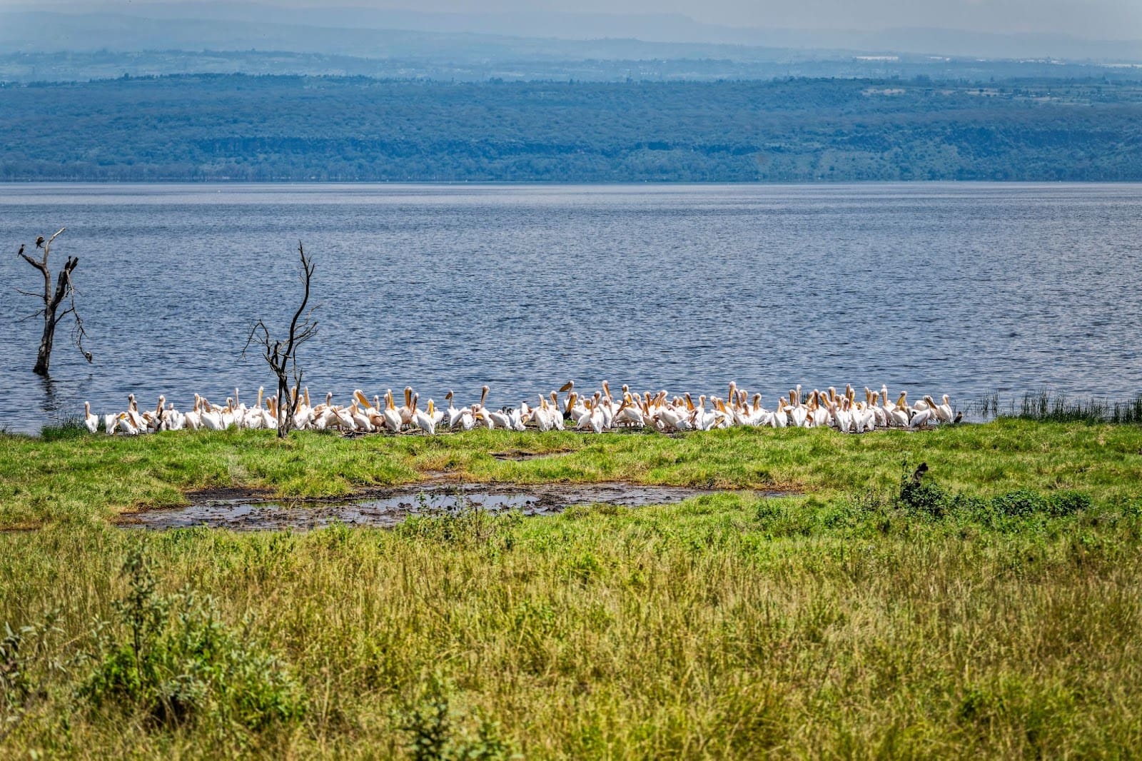 lake nakuru