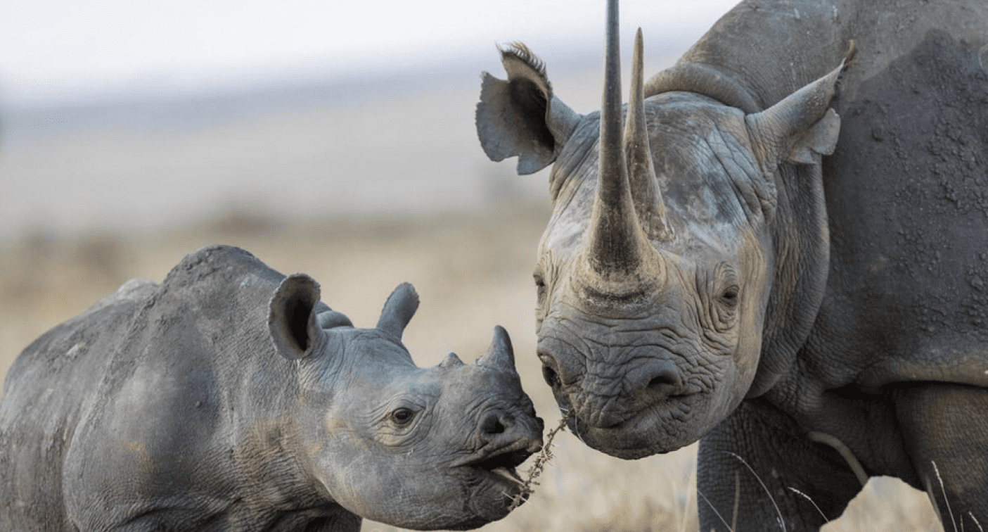 Rhinos in Kenya