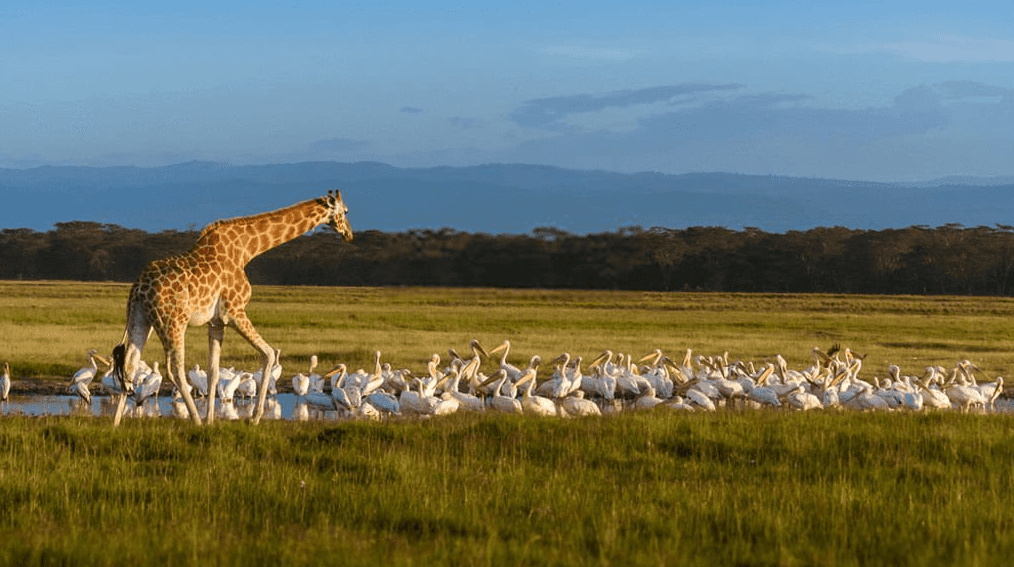 National Parks in Kenya