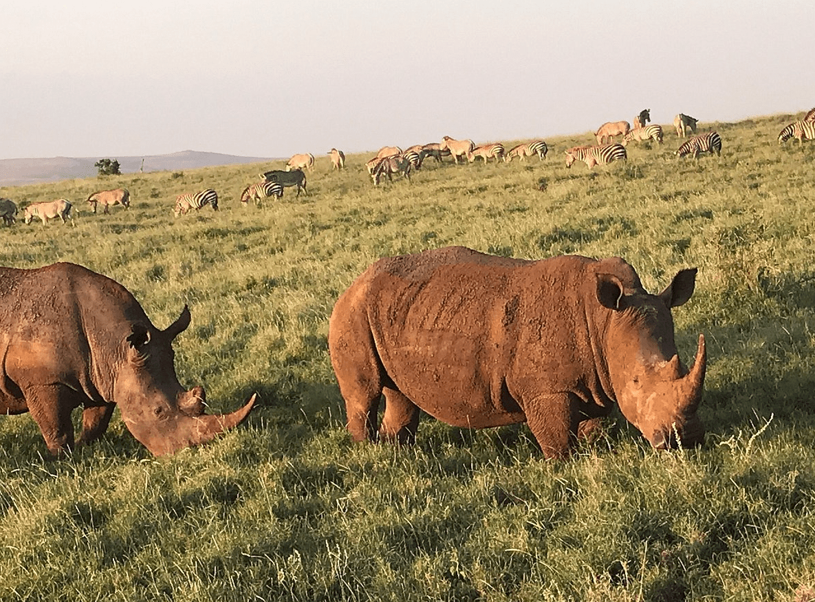 Rhinos in Kenya