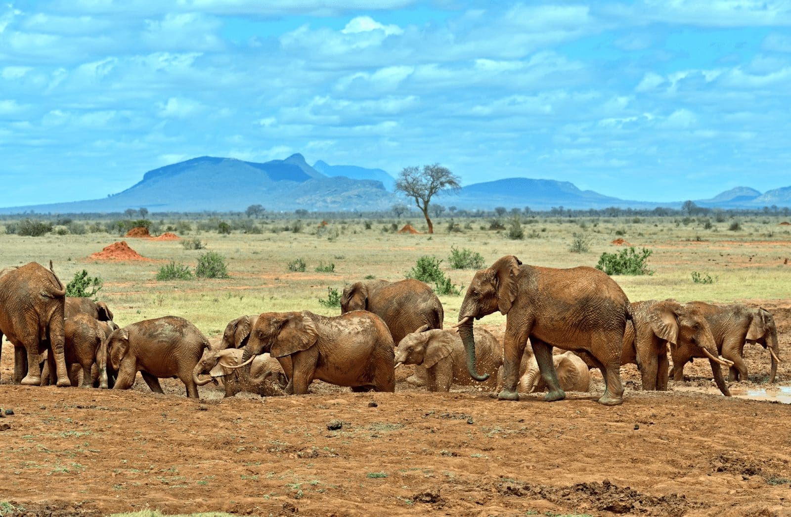 National Parks in Kenya