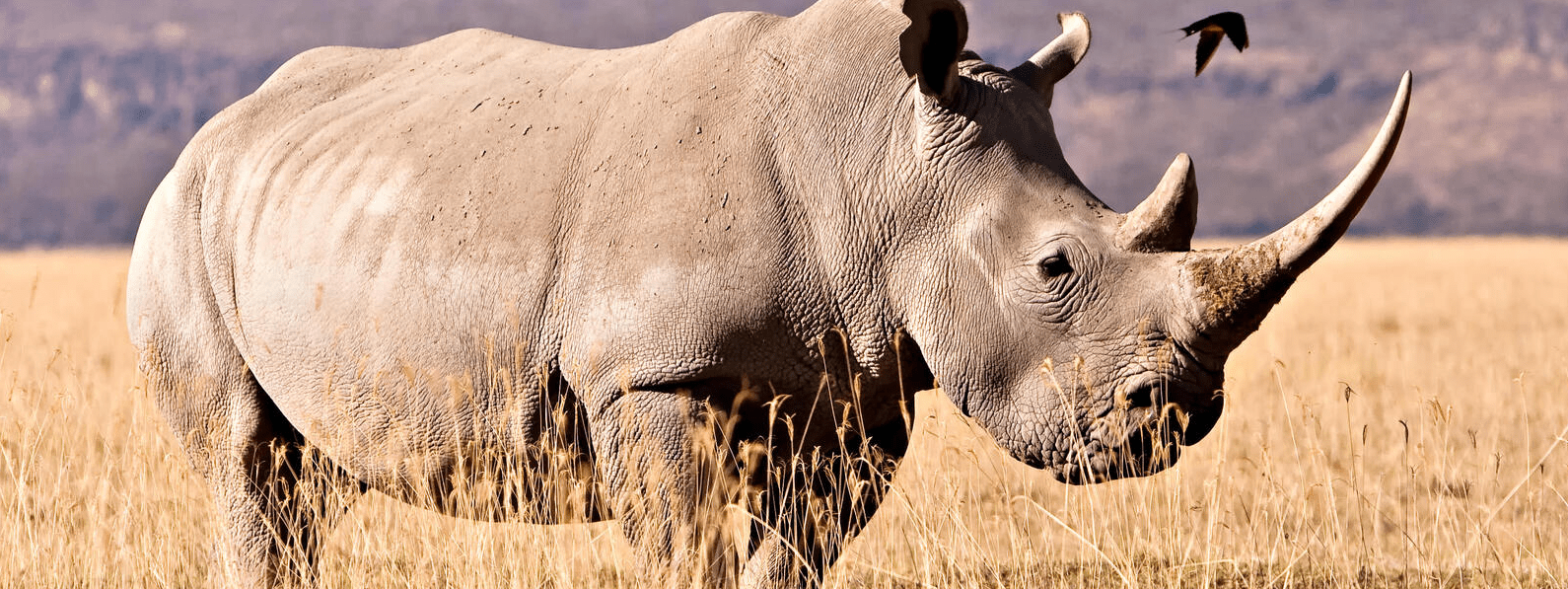 Rhinos in Kenya