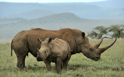 Rhinos in Kenya: Conservation, Habitat, and Where to See Them