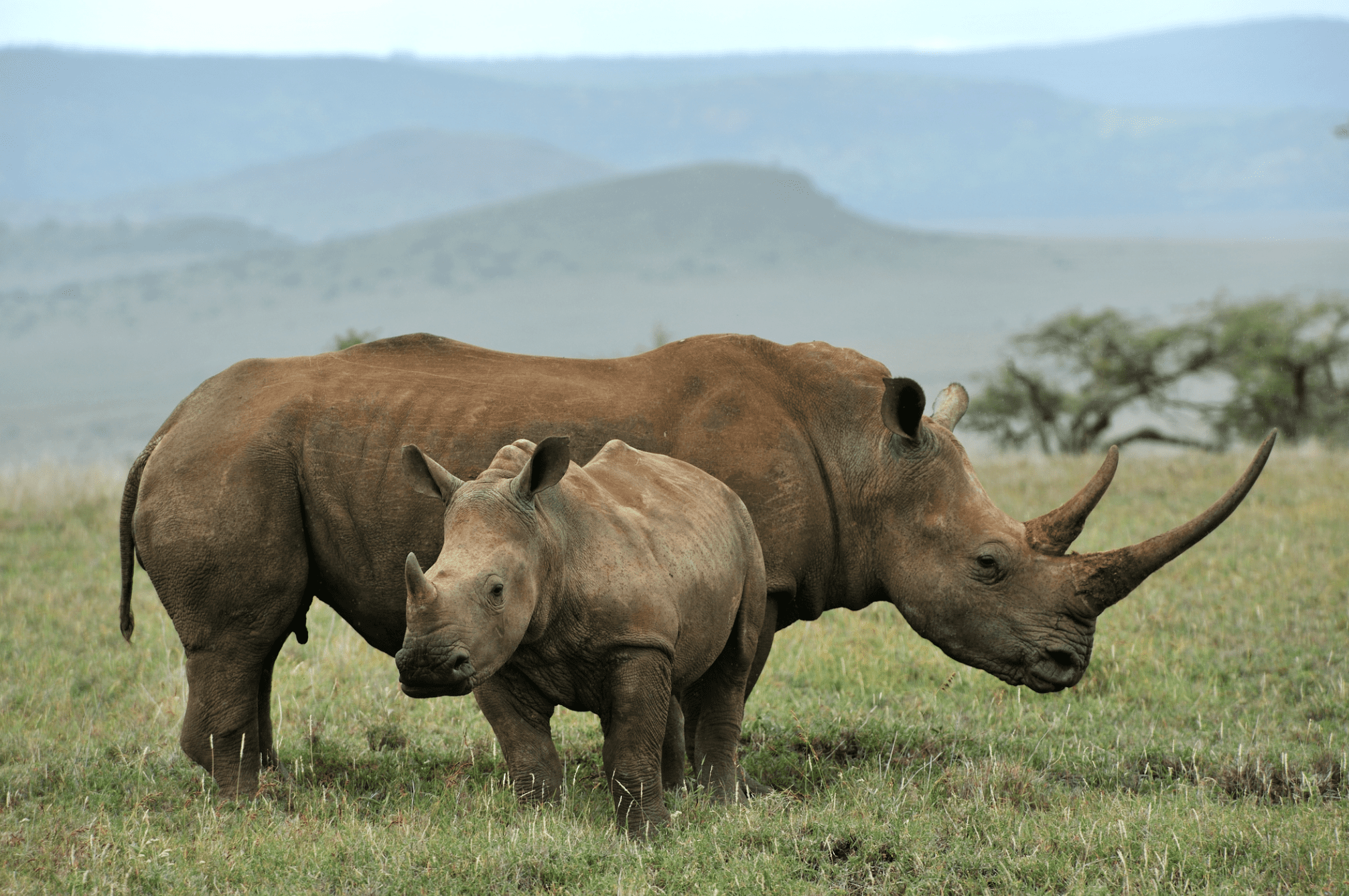 Rhinos in Kenya