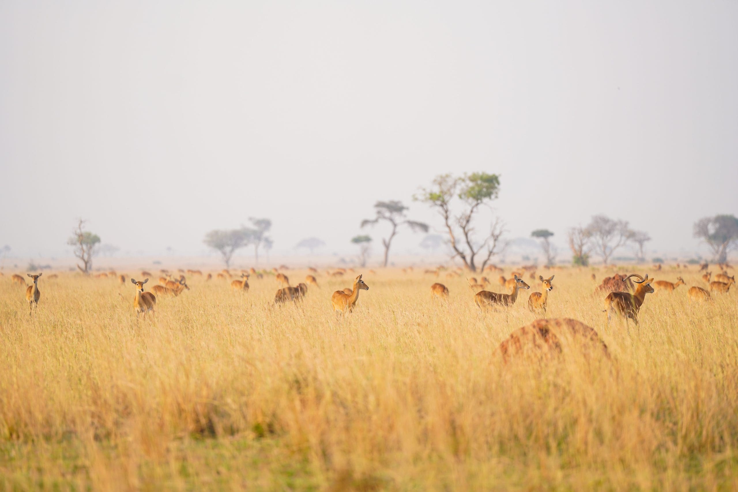 Serengeti national park