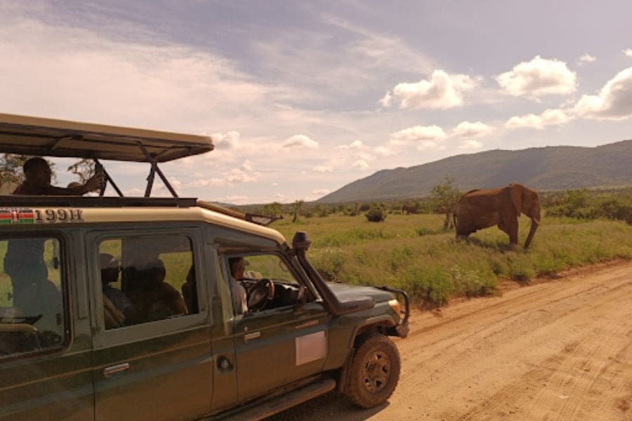wildlife w