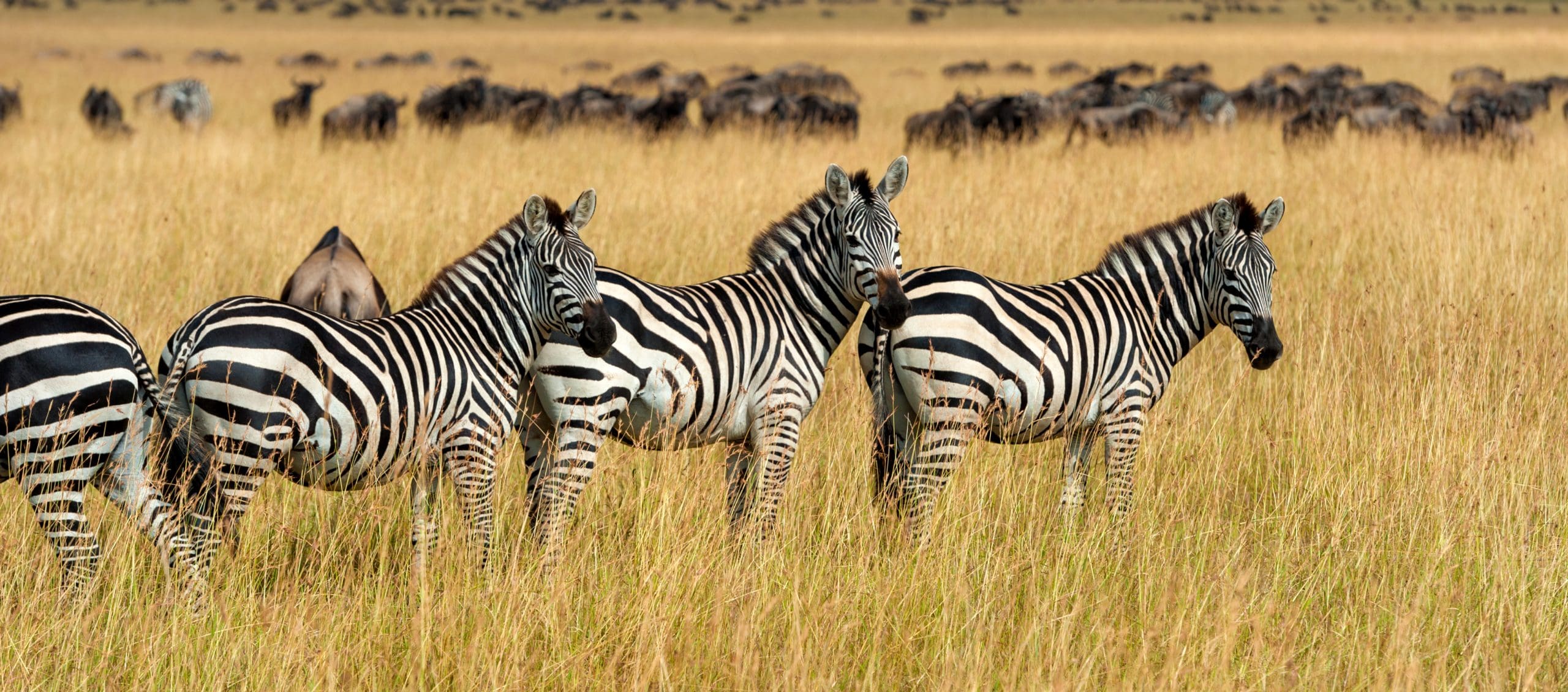 types of zebras in kenya