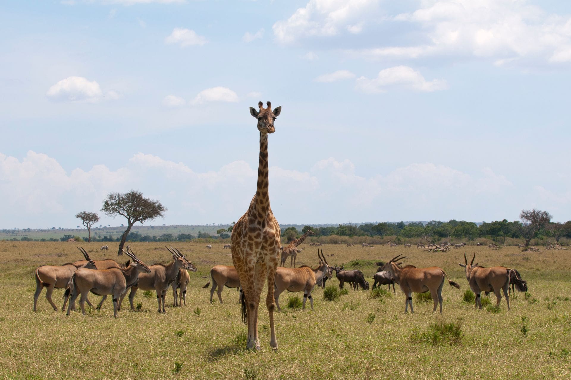masai-giraffe-giraffa-camelopardalis-and-gazelle